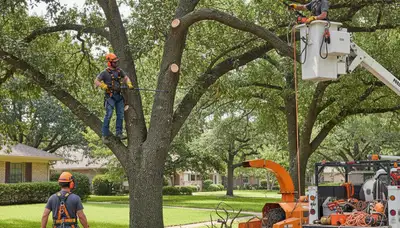 Sarasota, FL arborist pruning trees for healthier growth and storm prep