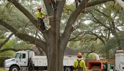 Sarasota, FL tree removal crew safely removing a hazardous, overgrown tree from a residential property