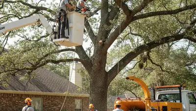 Sarasota, FL tree removal crew safely removing a hazardous, overgrown tree near a home