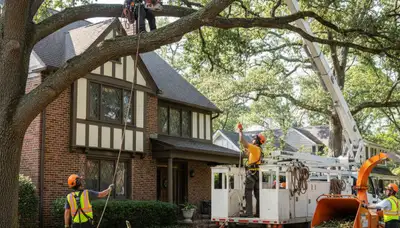 Tree service crew in Sarasota, FL removing a tree for safe residential property maintenance
