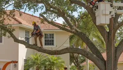 Sarasota, FL tree service crew trimming trees for safe, professional property maintenance