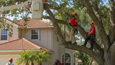 Tree service crew removing a tree in Sarasota, FL for safe, professional property maintenance