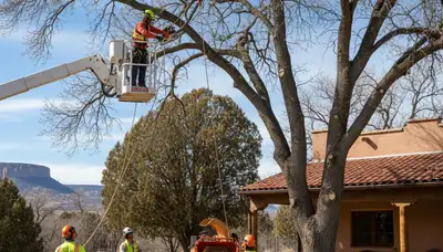 Tree service crew trimming trees in Sarasota, FL for safe, professional maintenance