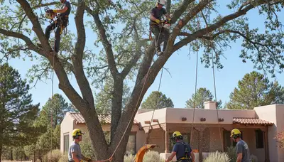 Tree service crew in Sarasota, FL performing professional tree care and removal work