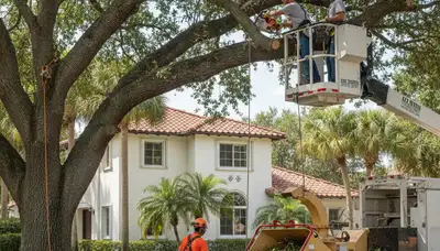 Tree service crew removing a tree in Sarasota, FL for safe property maintenance