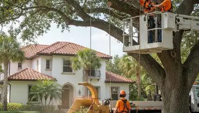 Tree service team in Sarasota, FL providing professional tree removal and trimming services