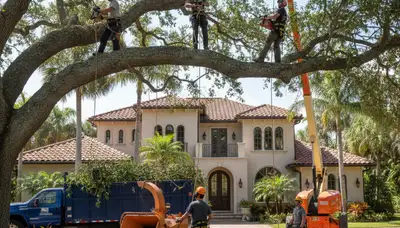 Tree service crew trimming a tree in Sarasota, FL