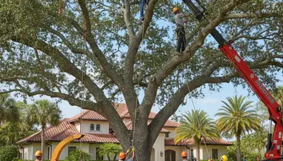 Sarasota, FL tree service crew trimming a tree for safe, professional property care