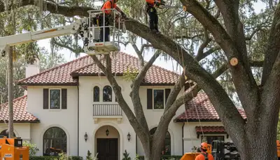 Tree service crew trimming trees in Sarasota, FL for safe, professional property care
