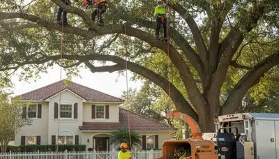 Tree service crew in Sarasota, FL handling professional tree care for a local property