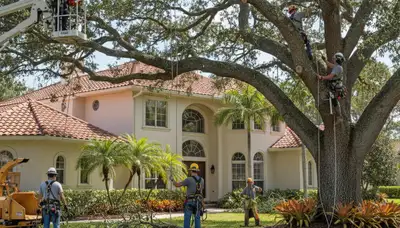 Tree service crew in Sarasota, FL providing professional tree trimming and removal services