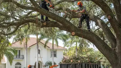 Tree service crew in Sarasota, FL providing professional tree removal and trimming services