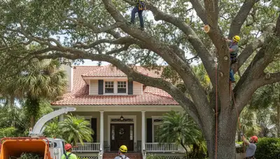 Tree service crew trimming a tree in Sarasota, FL for safe, professional property care
