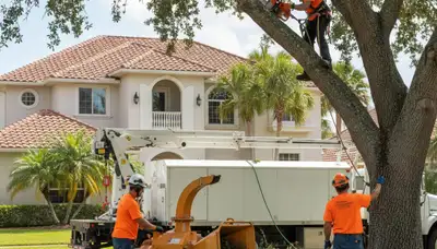Sarasota, FL tree service crew trimming trees for safe, professional residential care