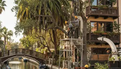 Tree service crew in Sarasota, FL providing professional tree trimming and removal