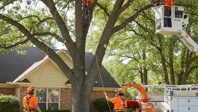 Sarasota, FL tree trimming crew pruning trees for safer, healthier landscapes