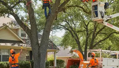 Sarasota, FL tree trimming crew pruning a healthy tree for safer, cleaner landscape care