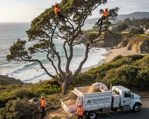Tree trimming to manage coastal growth in Sarasota, FL for healthy, safe landscapes