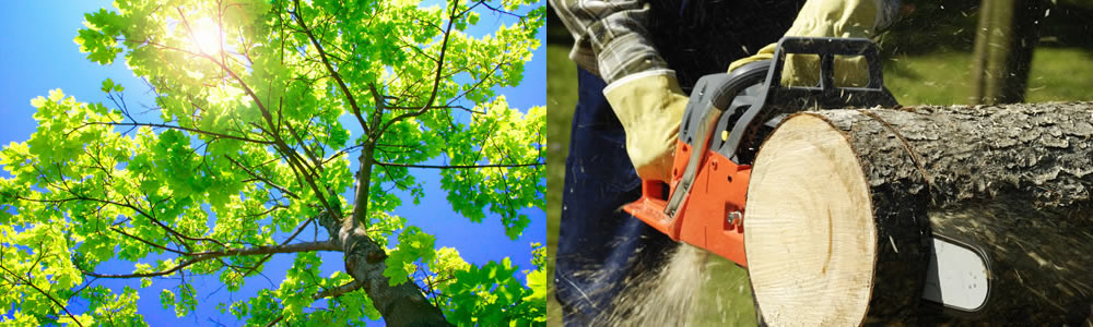 Tree Services Palmetto